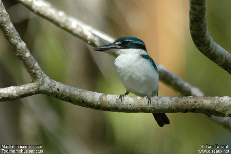 Sacred Kingfisher