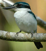 Sacred Kingfisher