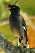 Jungle Myna