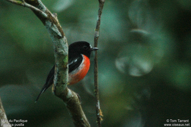 Pacific Robin male