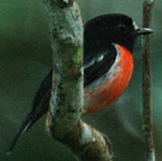 Pacific Robin