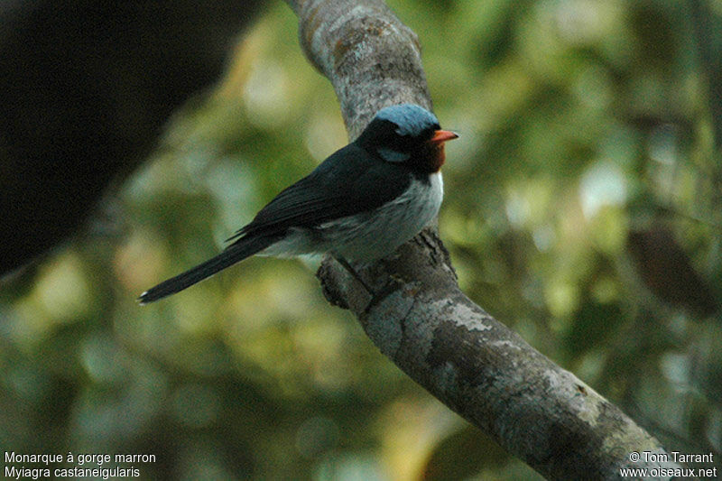 Chestnut-throated Flycatcher male adult