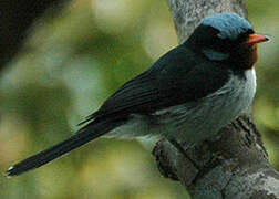 Chestnut-throated Flycatcher