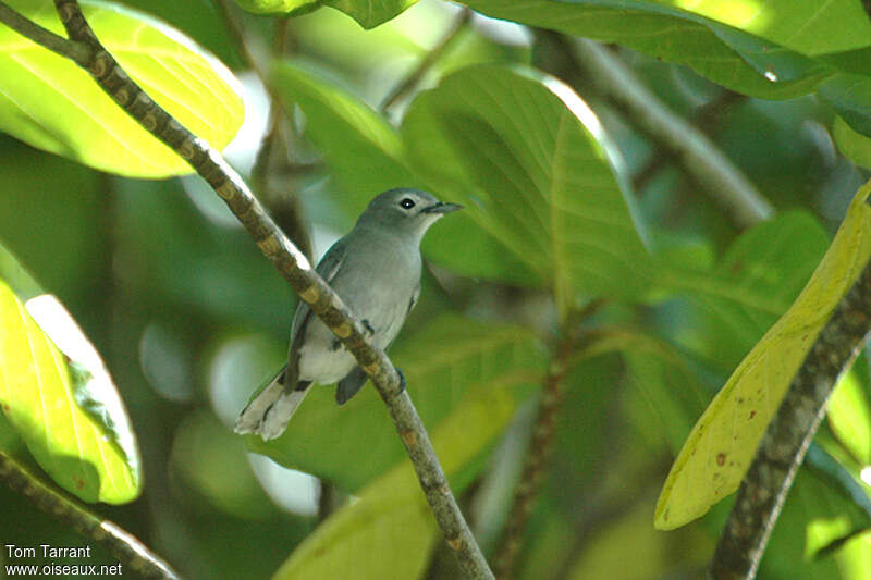 Slaty Monarchadult