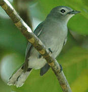 Slaty Monarch