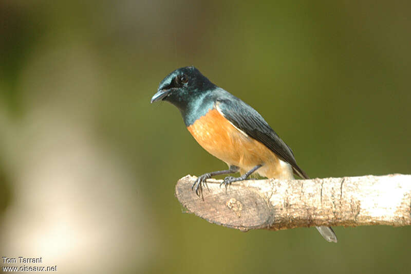 Vanikoro Flycatcher male adult