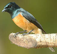 Vanikoro Flycatcher