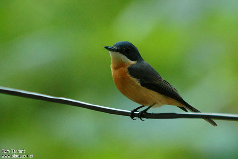 Vanikoro Flycatcher female adult