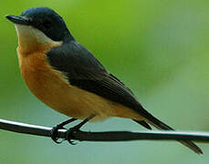 Vanikoro Flycatcher