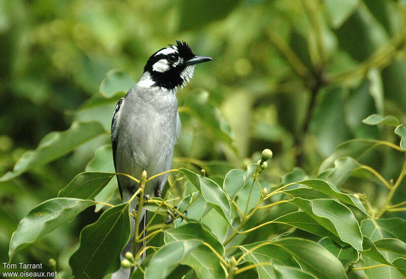 White-eared Monarch