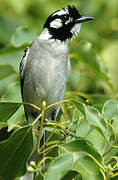 White-eared Monarch