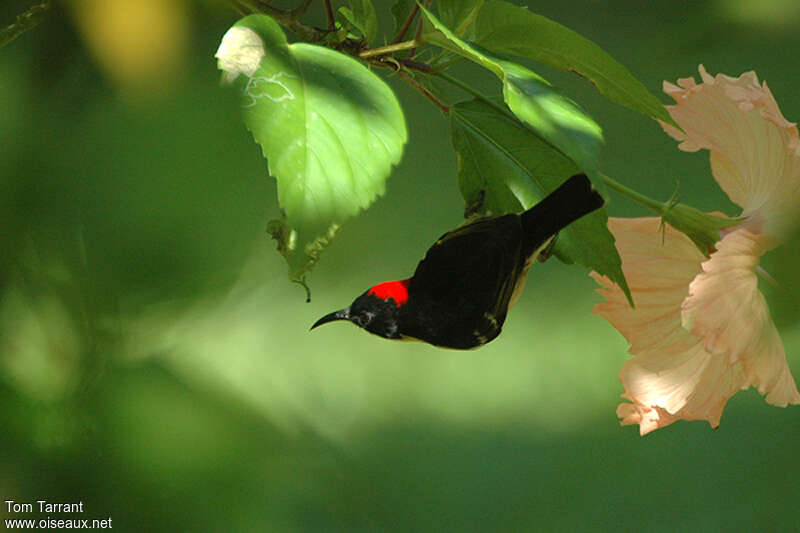 Sulphur-breasted Myzomelaadult