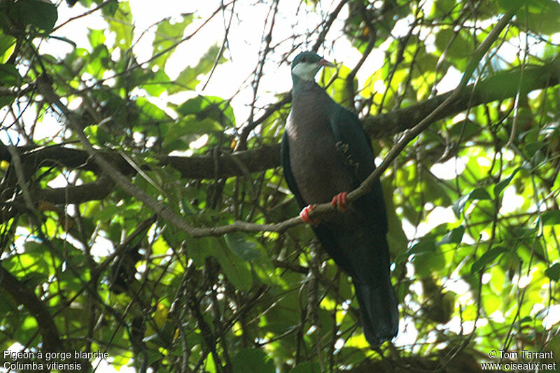 Pigeon à gorge blancheadulte