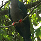 Pigeon à gorge blanche