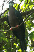 Pigeon à gorge blanche