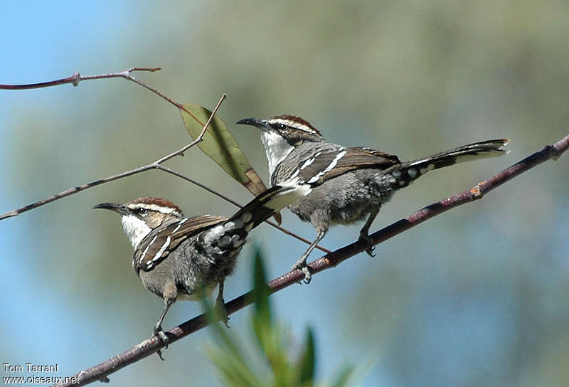 Pomatostome à calotte marron