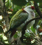 Many-colored Fruit Dove