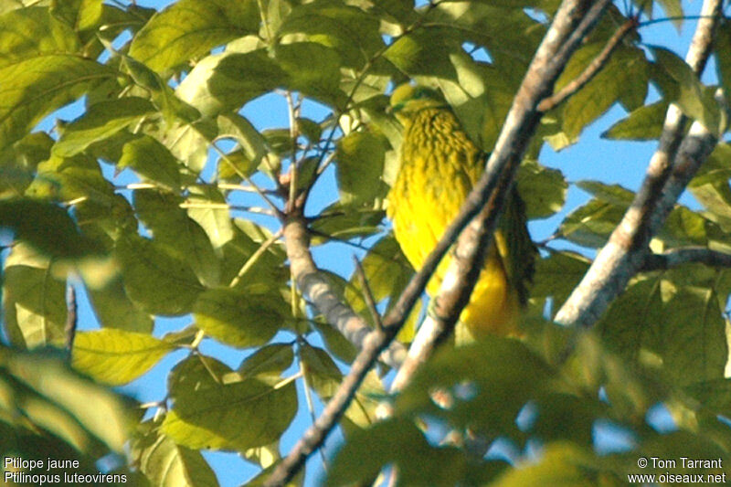 Ptilope jaune femelle adulte