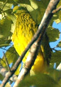 Golden Fruit Dove