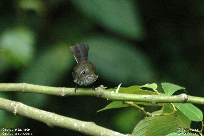 New Caledonian Streaked Fantailadult