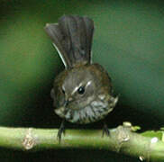 New Caledonian Streaked Fantail