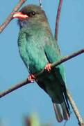 Oriental Dollarbird