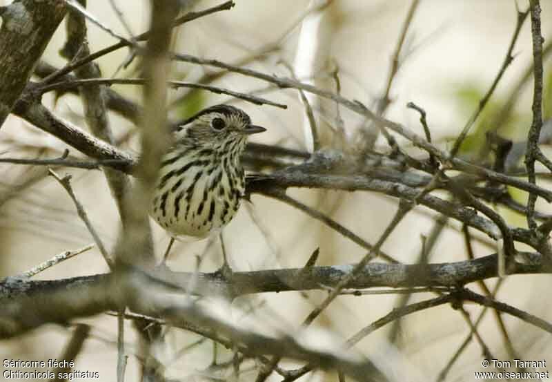 Speckled Warbler female adult