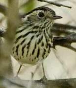 Speckled Warbler