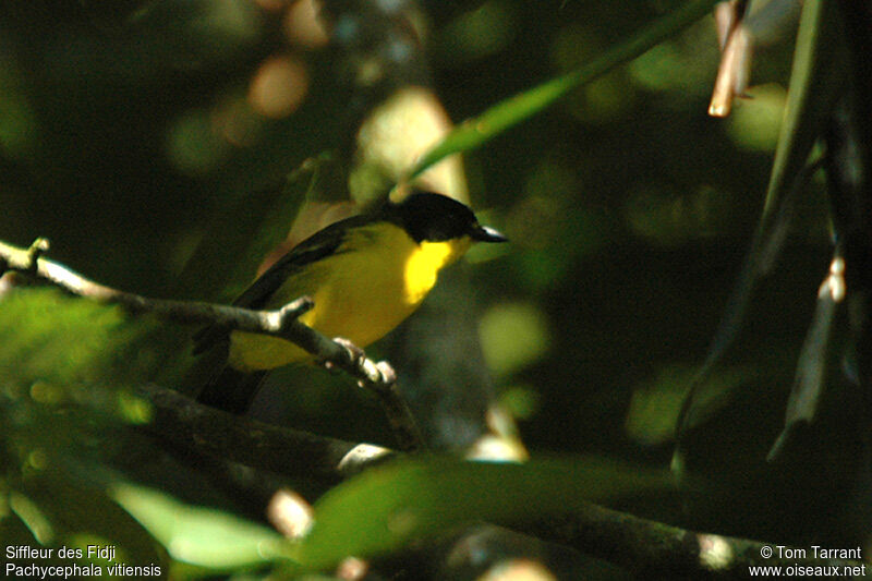 Fiji Whistler male adult