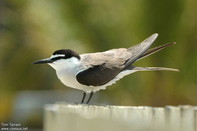 Sterne bridéeadulte, identification