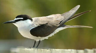 Bridled Tern