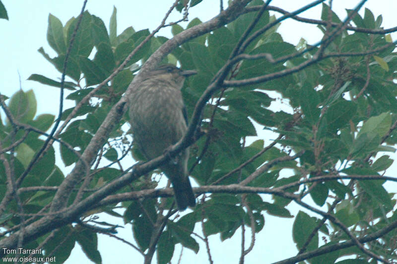 Polynesian Starling