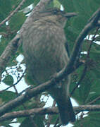 Polynesian Starling