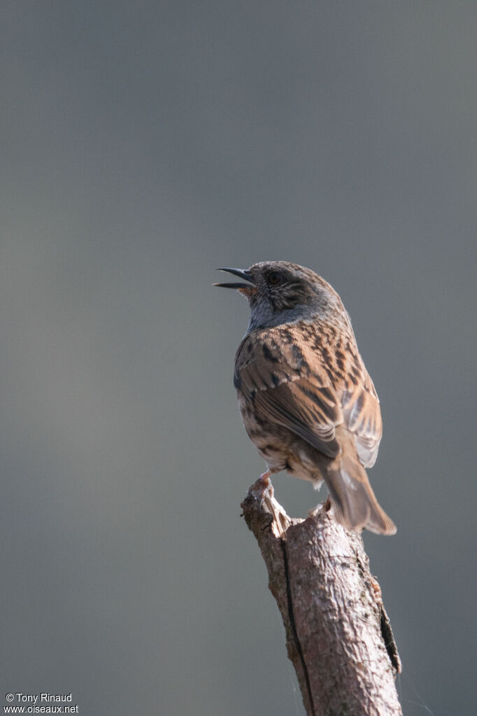 Dunnock male adult breeding, identification, aspect, song