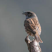 Dunnock