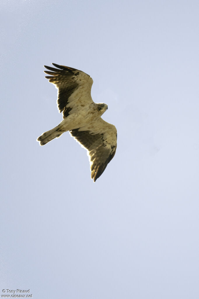 Booted Eagle, aspect, Flight