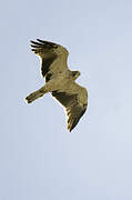 Booted Eagle