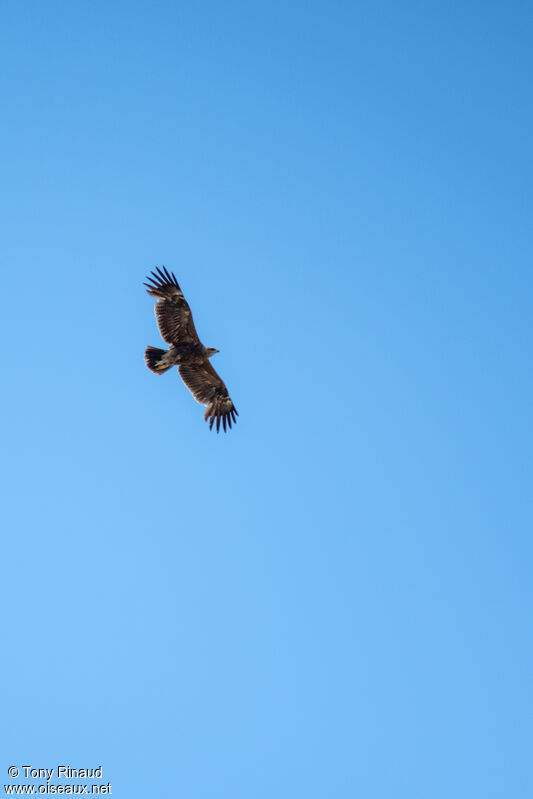Lesser Spotted Eagleimmature, moulting, aspect, Flight