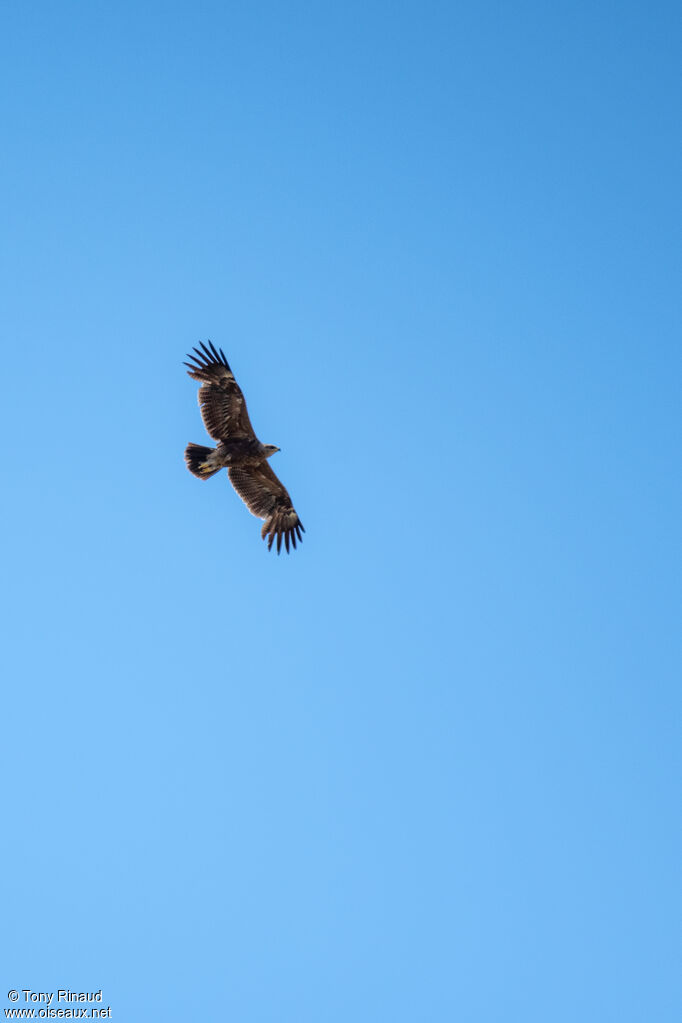 Aigle pomarinimmature, mue, composition, Vol