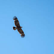 Lesser Spotted Eagle