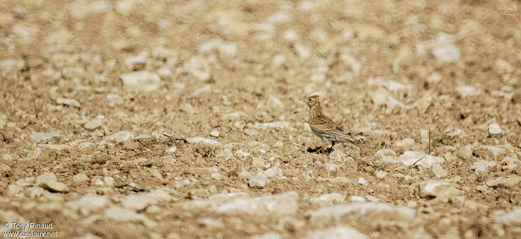 Alouette des champsadulte, identification, composition, marche