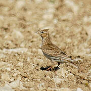 Eurasian Skylark