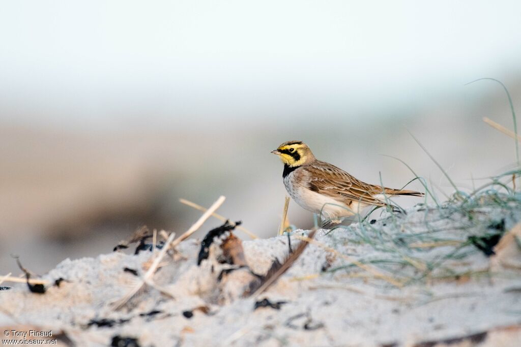 Horned Lark, identification, aspect, walking