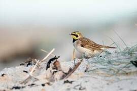 Horned Lark