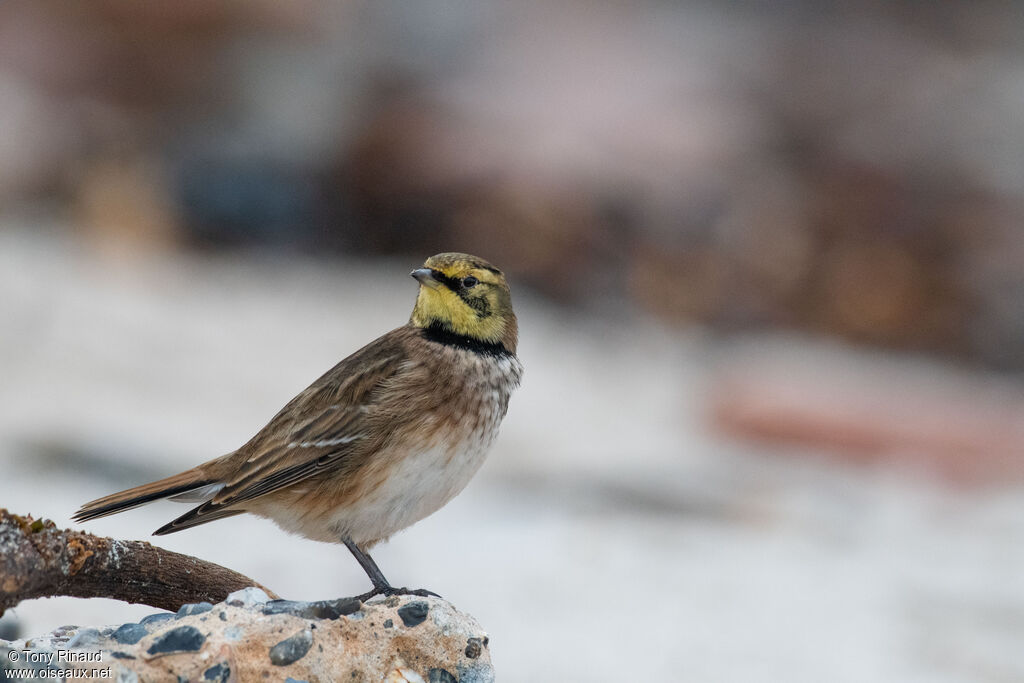 Horned Lark, identification, aspect