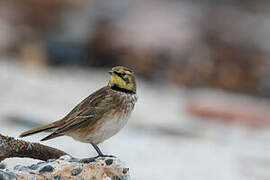 Horned Lark