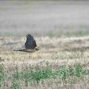 Eurasian Goshawk