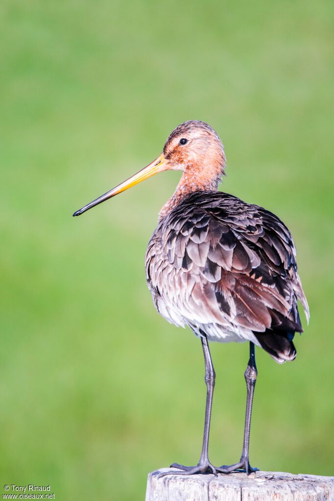 Black-tailed Godwitadult breeding, identification, aspect, walking