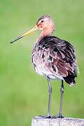 Black-tailed Godwit