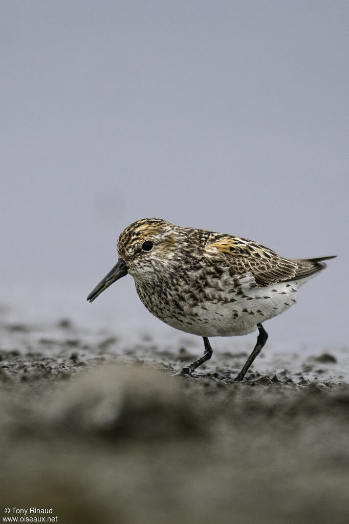 Western Sandpiperadult breeding, close-up portrait, walking